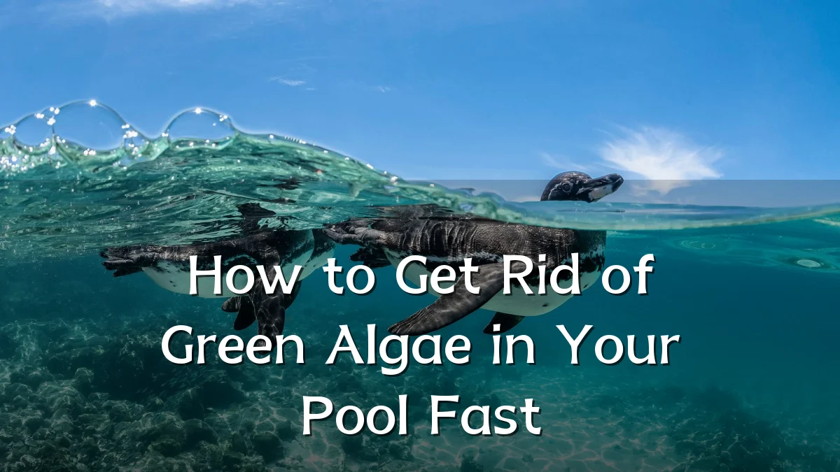 How to Get Rid of Green Algae in Your Pool Fast