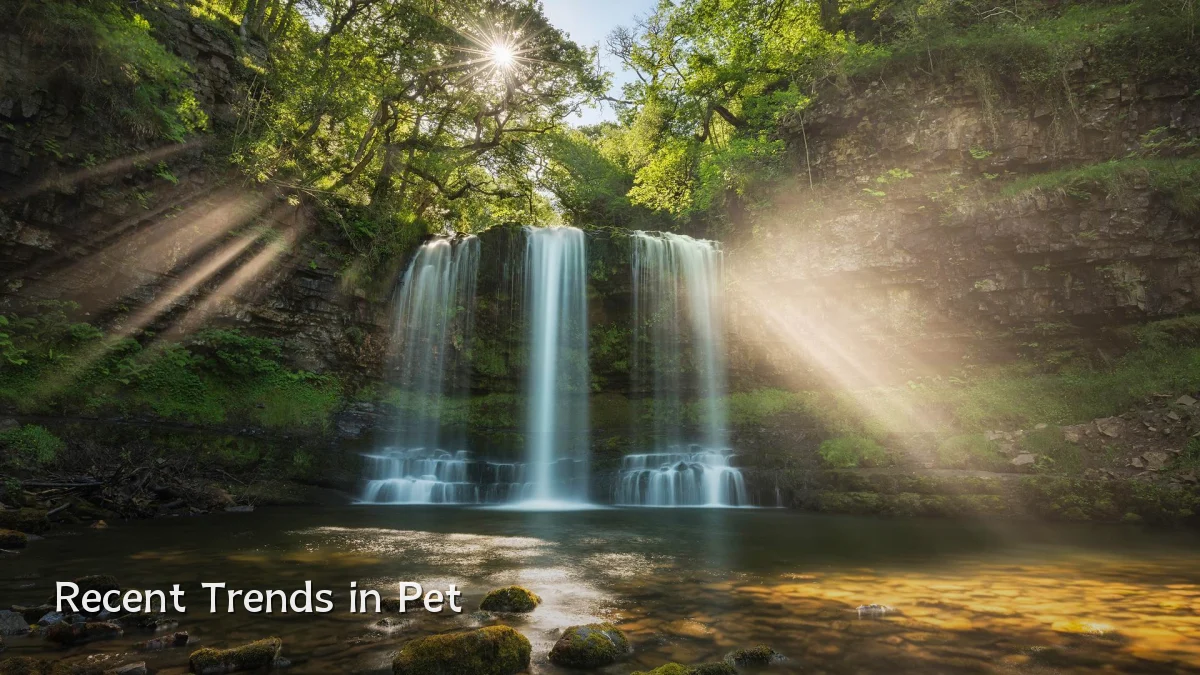 Recent Trends in Pet